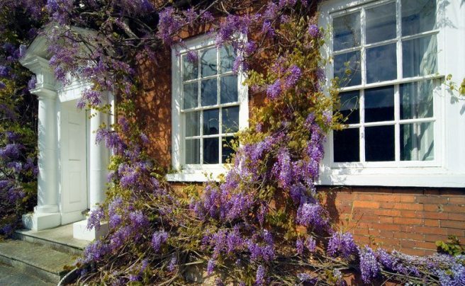 Traditional Georgian hosue front with Wisteria