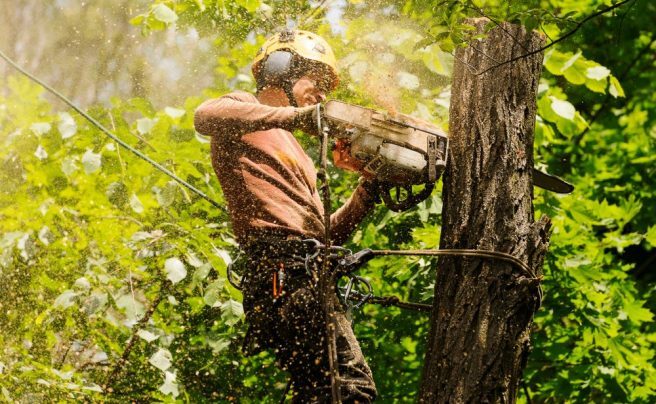 An,Arborist,Cutting,A,Tree,With,A,Chainsaw
